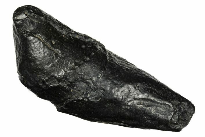 Fossil Sperm Whale (Scaldicetus) Tooth - South Carolina #175994